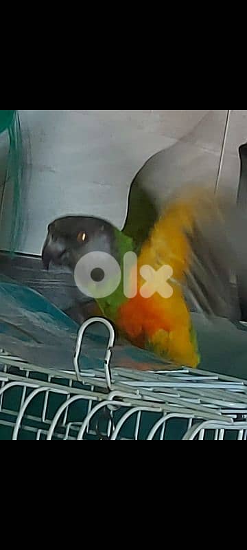 ring neck /ذكر وانثي 8