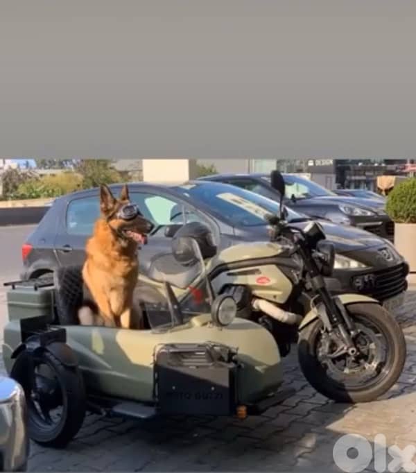 Moto Guzzi / Griso - 1200 cc - Sidecar 2