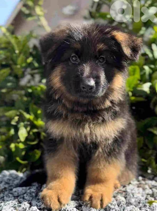 german shepherd gsd 1