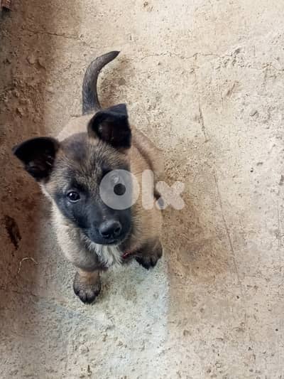 Belgian Malinois Female 2 months old | جرو مالينوا انثى عمر شهرين