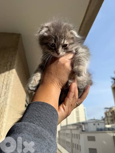 150 silver tiger Scottish fold
