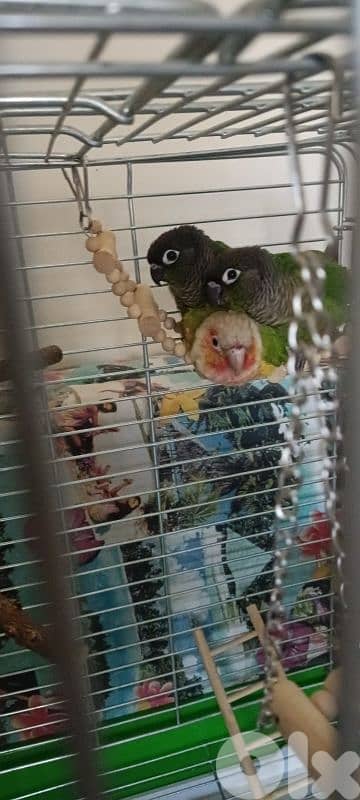 ٣ كنيورات اعمار ٦ ل ٧ اشهر مزقمين بالايد من عمر الشهر