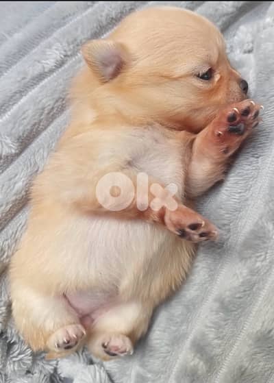 pomarinan dog puppy 30 days