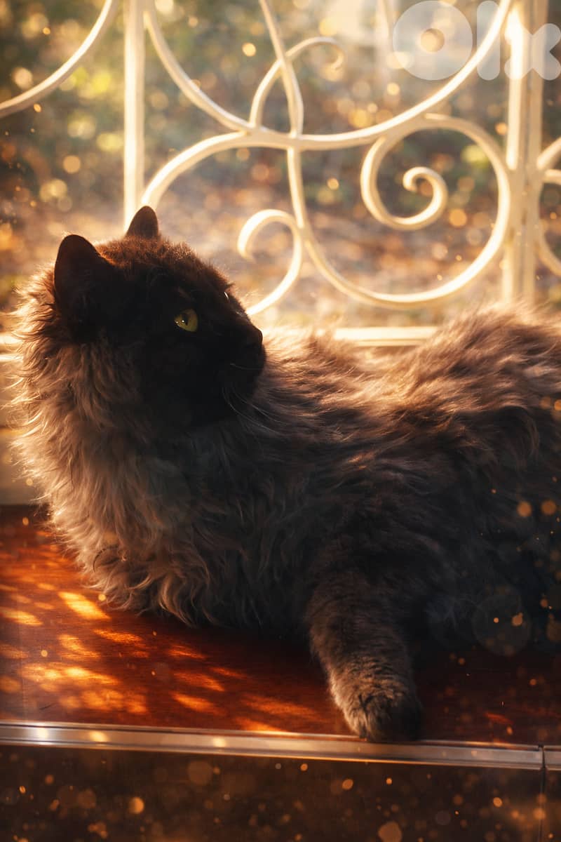 Contact : 81783237 1