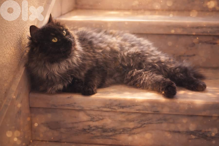 Contact : 81783237 2