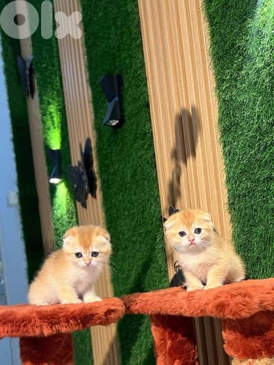 Golden chinchilla 81102512 for contact