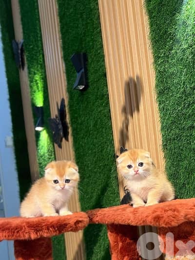 Golden chinchilla kittens 81102512