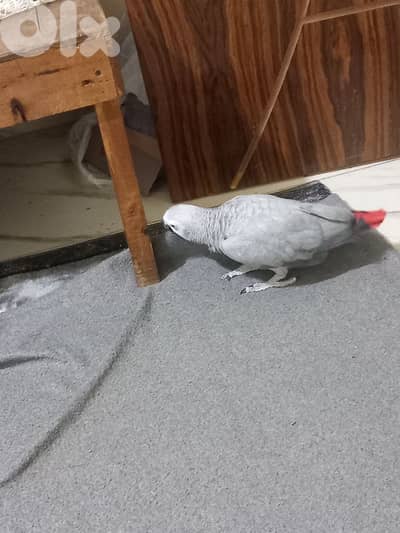 ببغاء افريقي  كاسكو