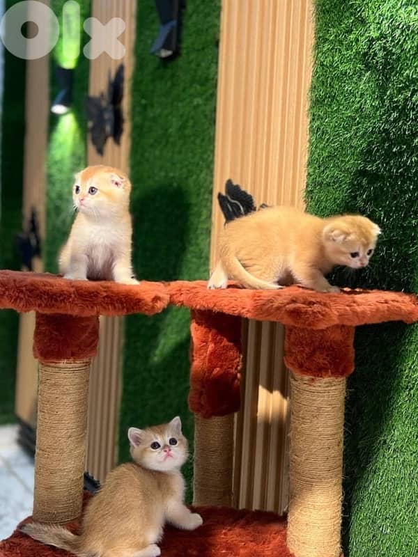 Golden chinchilla 81102512 1