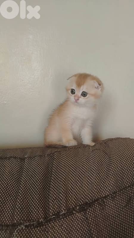 Golden chinchilla 81102512 2