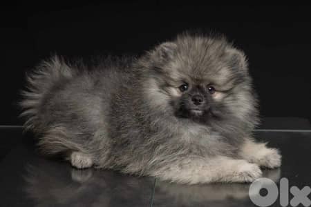 pomeranian puppy