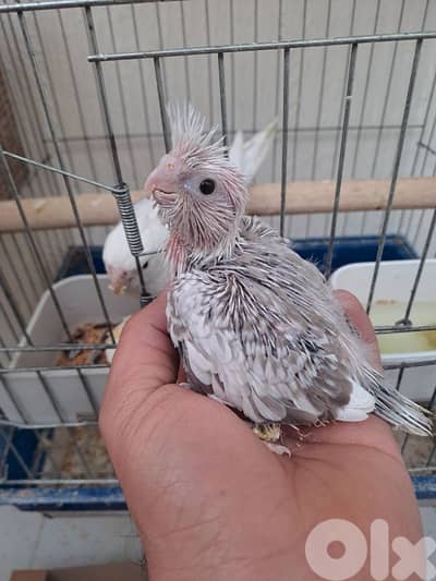 فراخ كروان وايت فيس للتزقيم