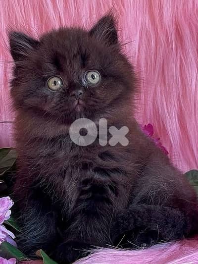 british brown 70485808