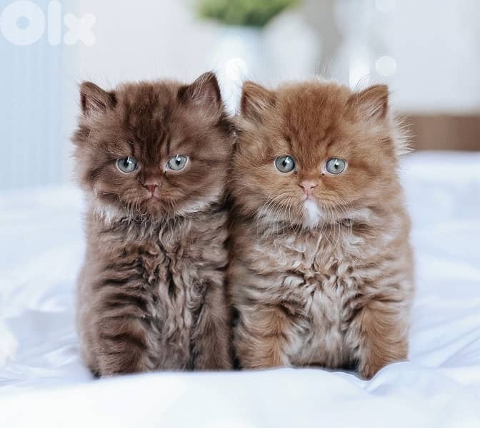 british brown 70485808 1