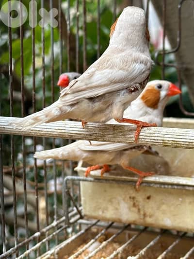 تشكيله بسعر حلو