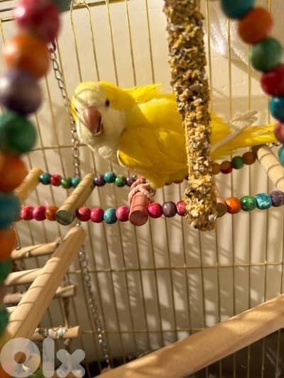 للبيع ببغاء كويكر لوتينو أصفر For Sale: Lutino Quaker Baby Parrot