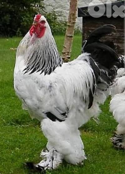 brahma light dahab. . . . 8 month old. vaccinated. 17 7abbe