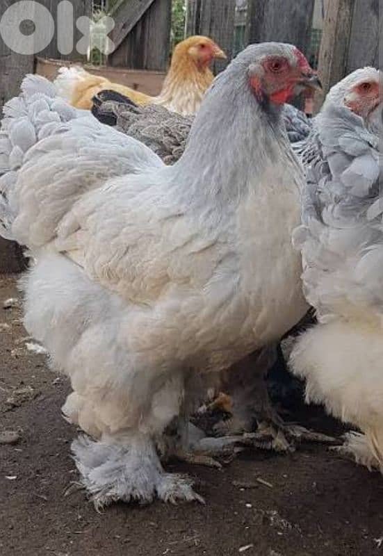 brahma light dahab. . . . 8 month old. vaccinated. 17 7abbe 2