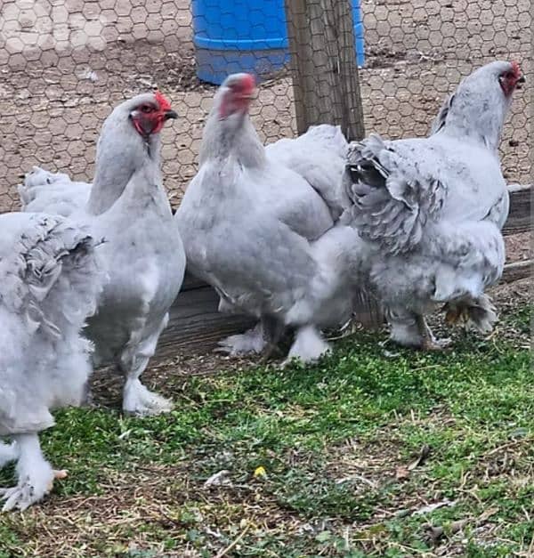 brahma light dahab. . . . 8 month old. vaccinated. 17 7abbe 4