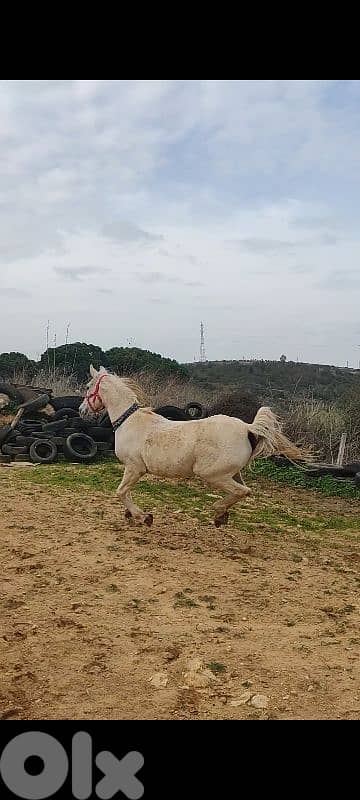 فرس بلا وراق