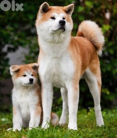 Japanese akita New born