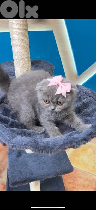 Adorable Scottish Fold kitten / Delivery
