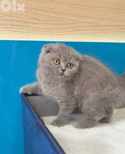 Cutest Scottish Fold kitten Available in our shop & Delivery