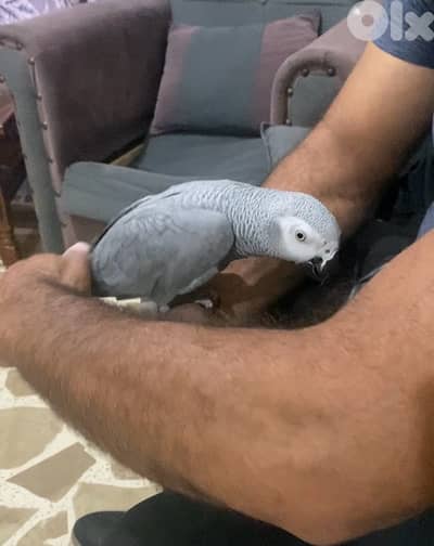 ببغاء كاسكو افريقي