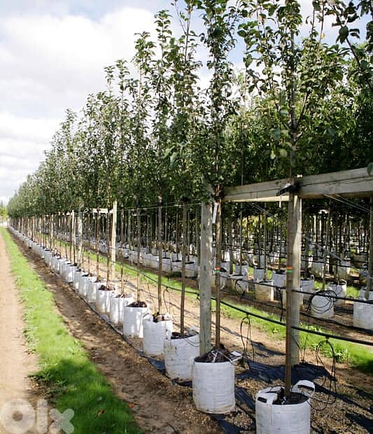 Italian Yellow Cherry trees 1