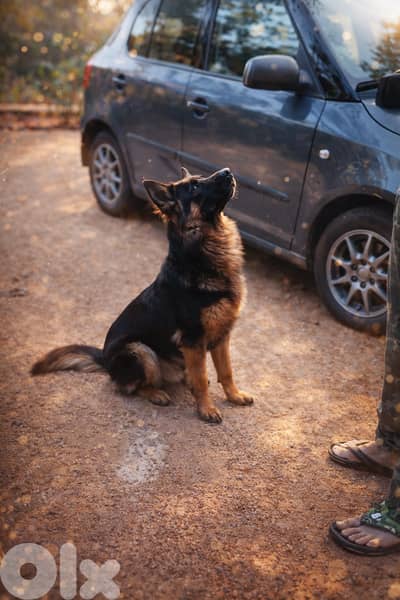 81/783237 دم مالينوا وجرمن – مطيع جدًا