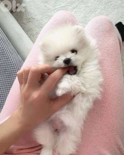 Fluffy Pomeranian Puppies Available in Store & Delivery/High Quality