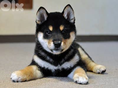 Shiba Inu Puppy – Purebred | Premium Quality|In Store&Delivery