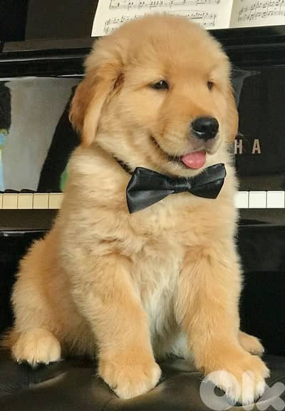 Golden Retriever Puppy – Purebreed | Exceptional Temperament|In Store
