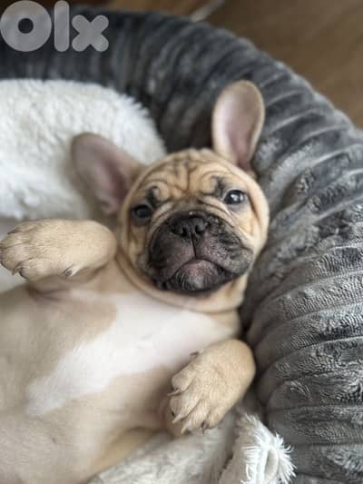 Meet Your Perfect French Bulldog Companion|Available In Store
