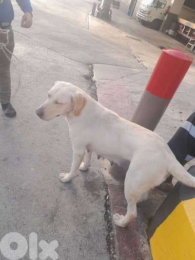 Female Labradore for adoption