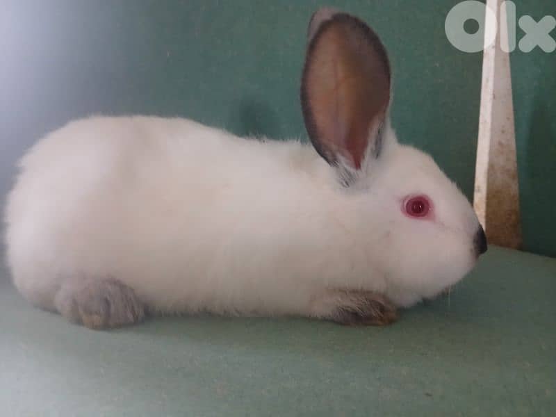 Giant French papillon Rabbits 18