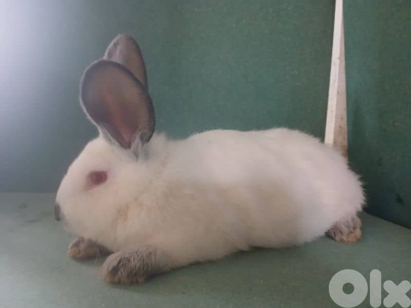 Giant French papillon Rabbits 19
