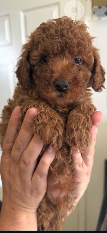 red brown miniature poodle puppy female imported parents