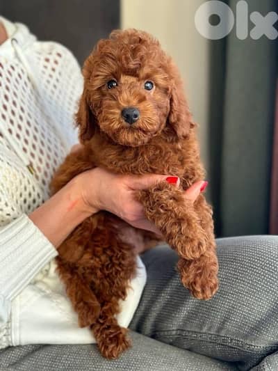 red brown miniature poodle puppy female imported parents