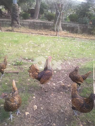 بيض سبرايت  و فرح ديبا  و تركي