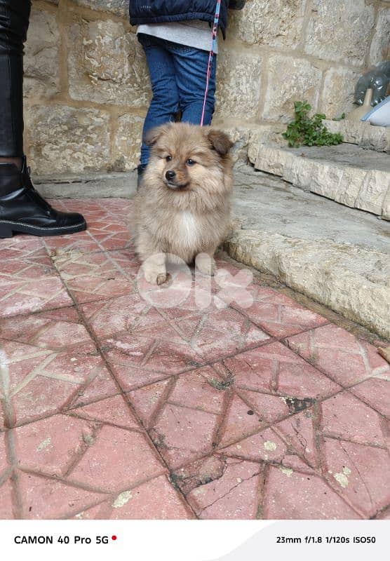 Pomeranian spitz 1
