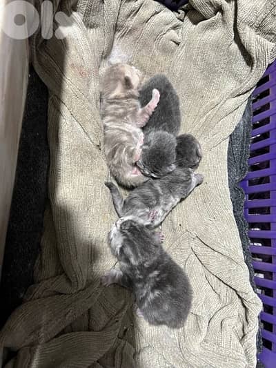 British Short Hair kitten Cat