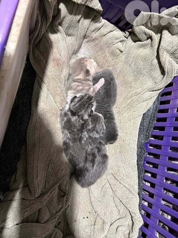 British Short Hair kitten Cat 1