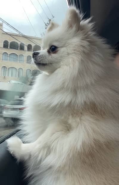 Female Pomeranian