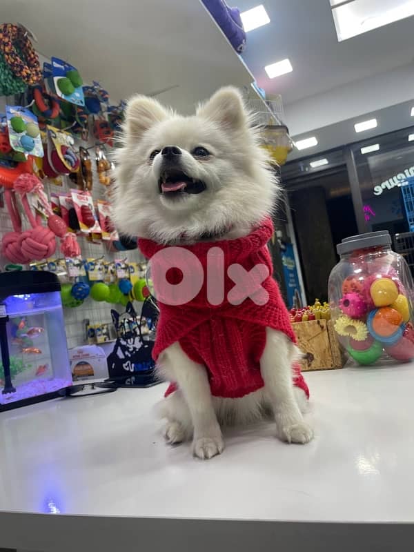 Female Pomeranian 3