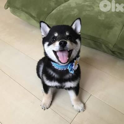 Shiba Inu Special Puppies/ dog كلاب