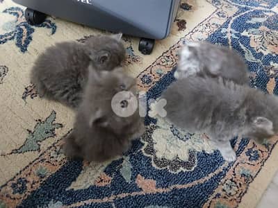 قطط شيرازي للبيع