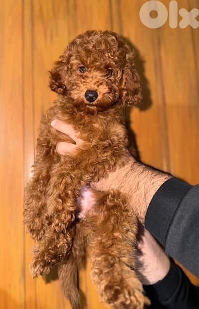 red brown miniature poodle puppy female imported parents