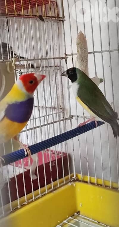 غولديان + جنة سوبر جامبو