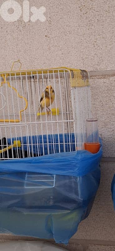 كناري جذري جوز